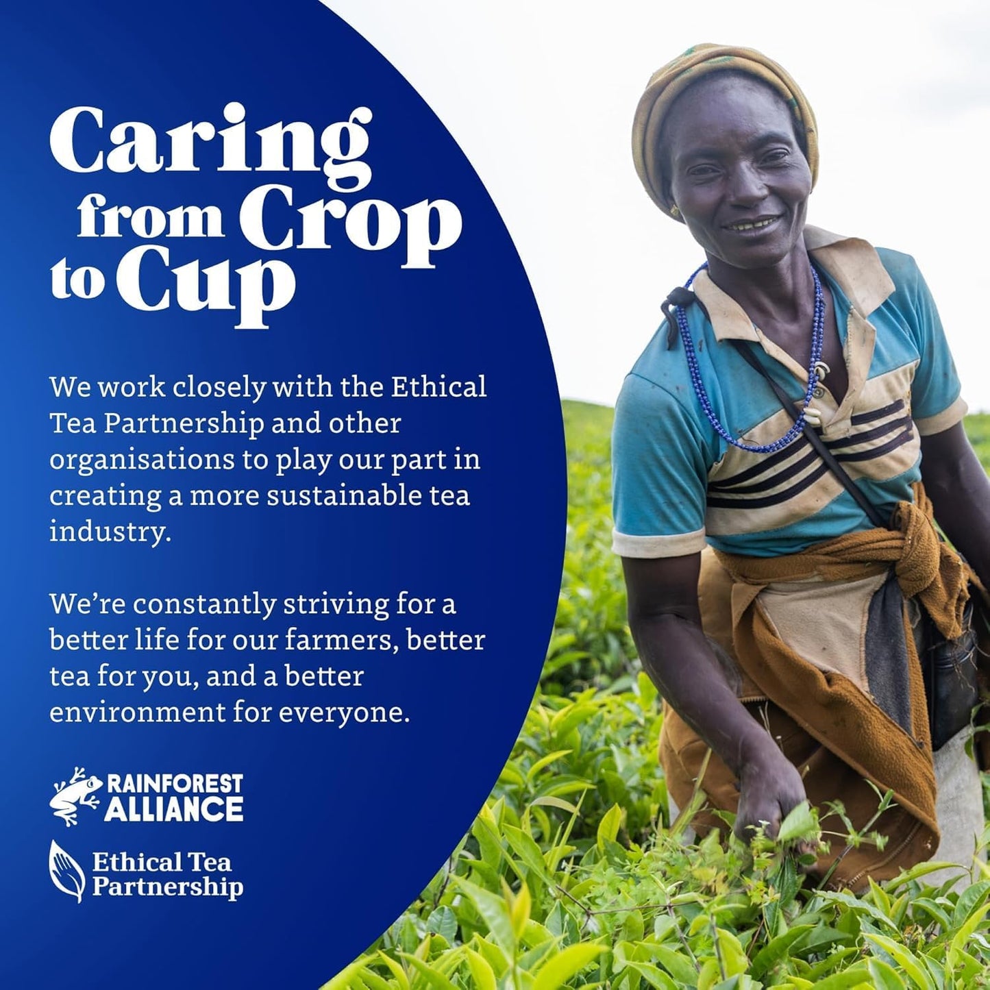 Tetley Original Black Tea Bags 480 - 6x80 Pack Rainforest Alliance British Tea