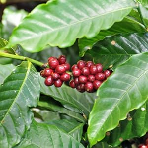 Costa Coffee Signature Blend Whole Beans 1kg - Premium Medium Roast Coffee Beans (Pack of 5)