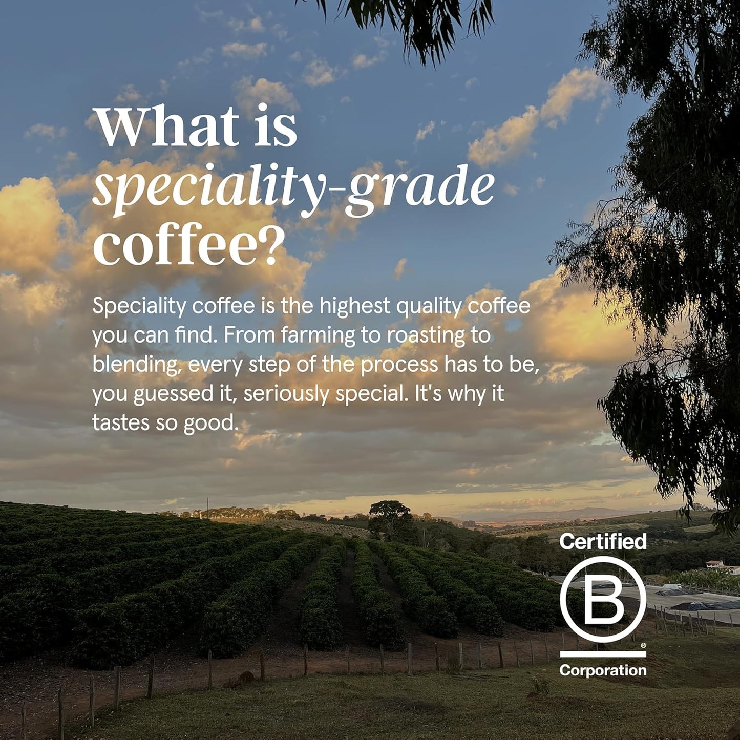 Grind House Blend Specialty Coffee Beans - 1kg Bag Medium Roast 100% Arabica